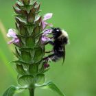 Hummel beim Frühstück