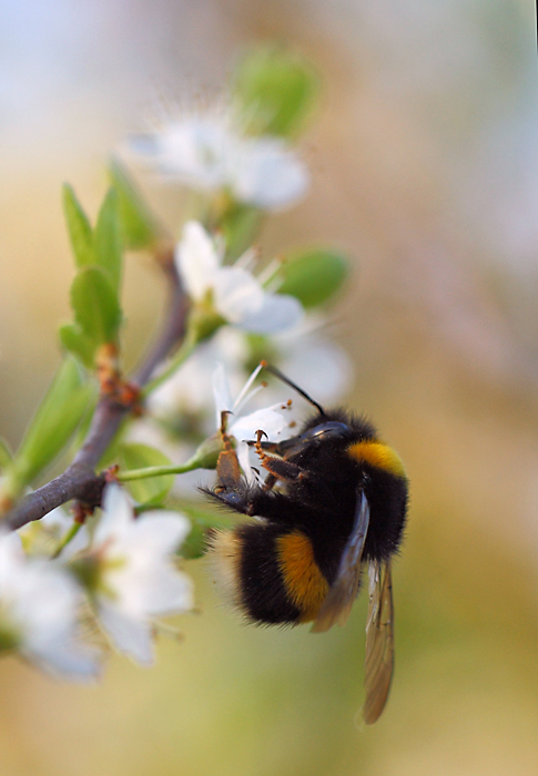 Hummel beim Frühstück