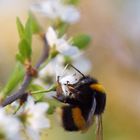 Hummel beim Frühstück