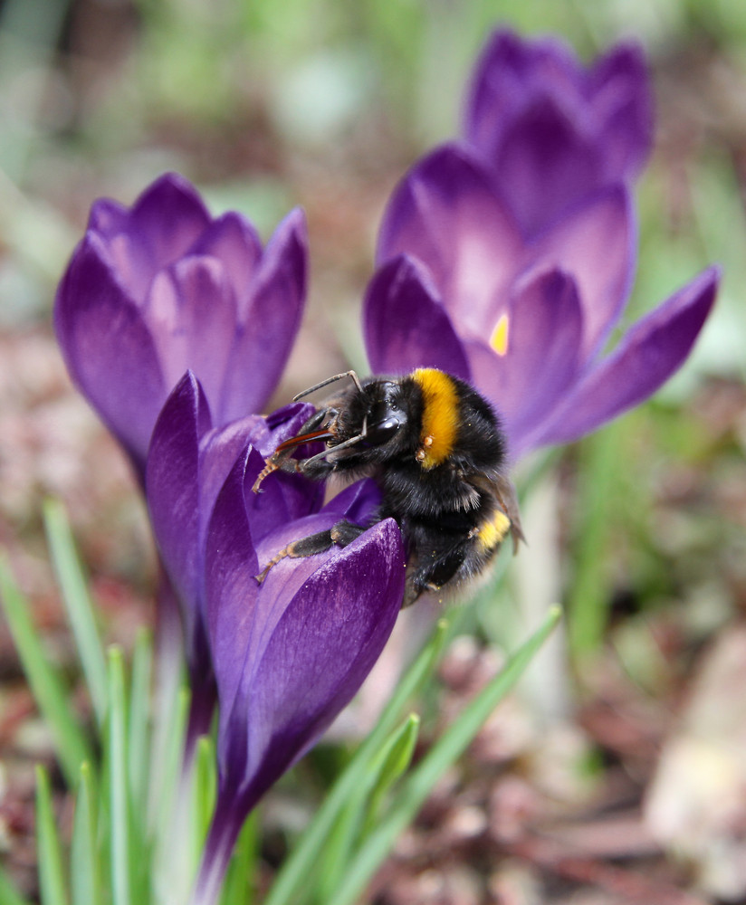 Hummel beim Frühstück