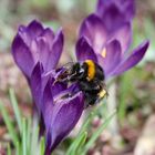 Hummel beim Frühstück