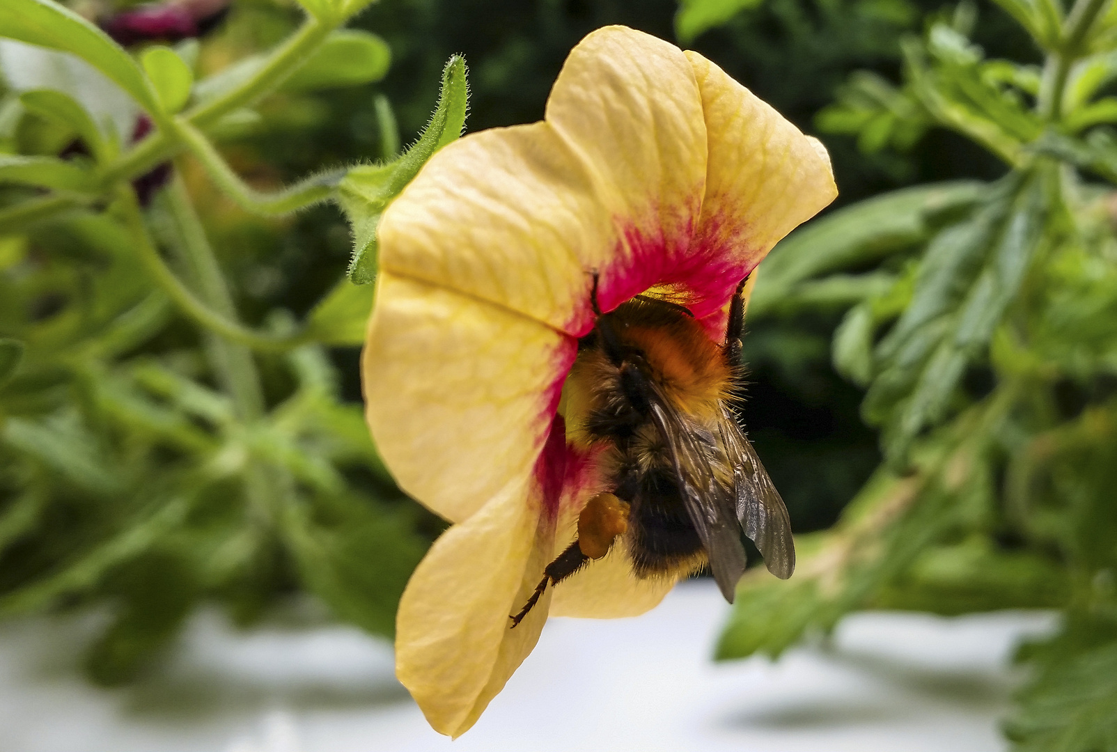 Hummel beim Frühstück