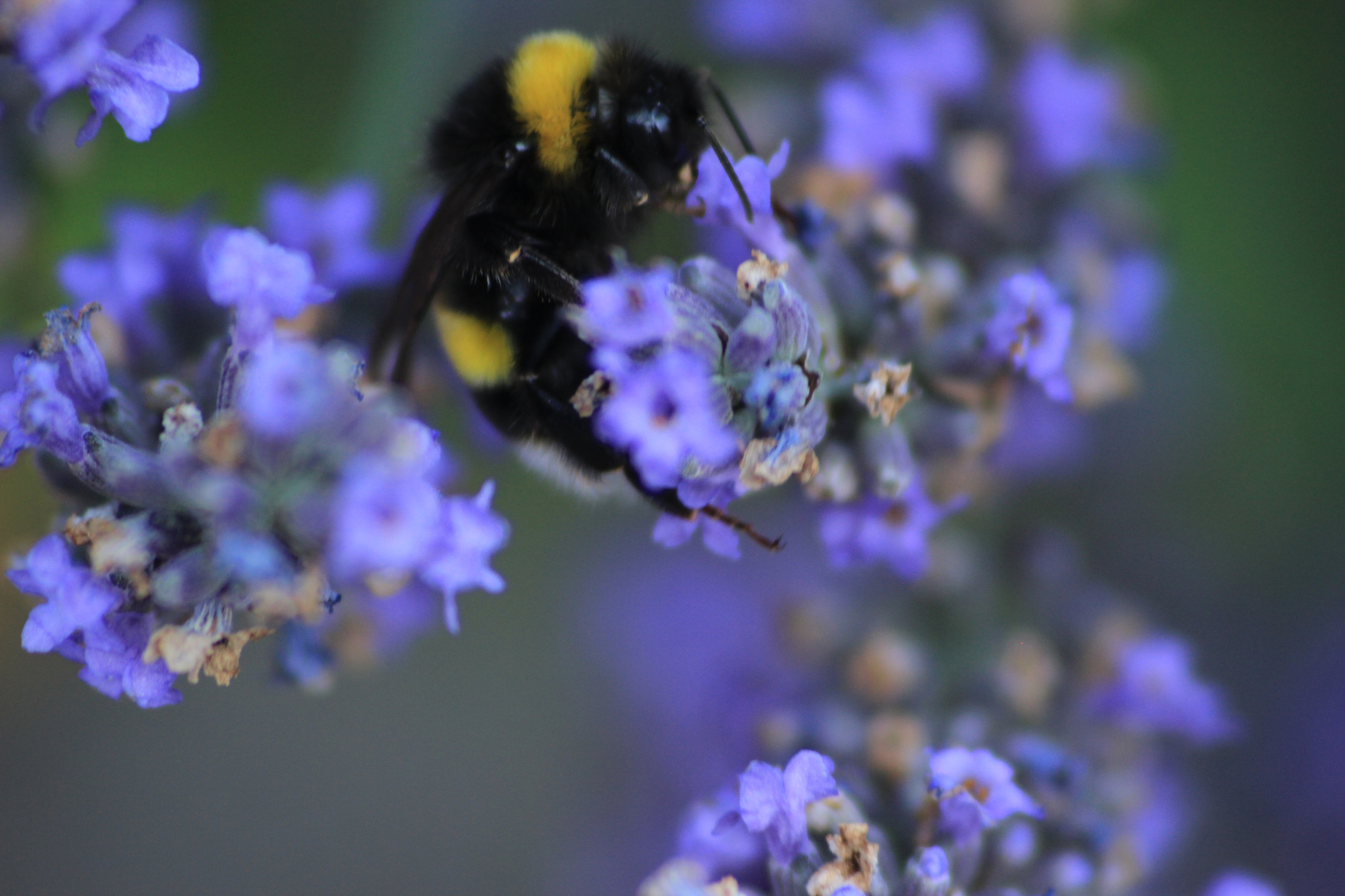 Hummel beim frühstück