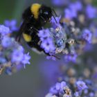 Hummel beim frühstück