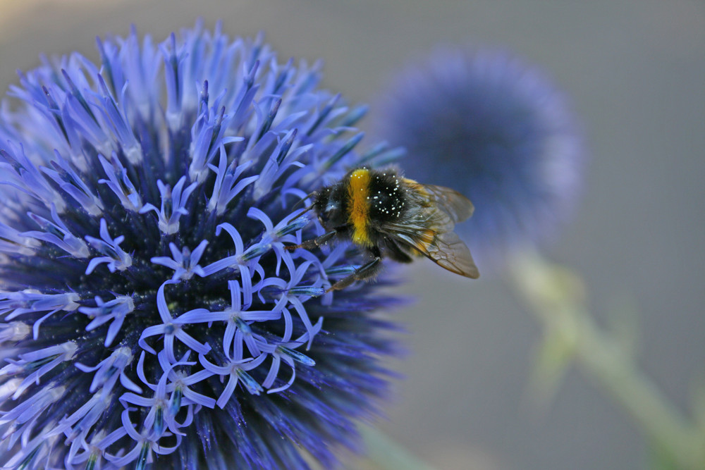 Hummel beim Frühstück