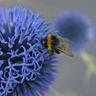 Hummel beim Frühstück