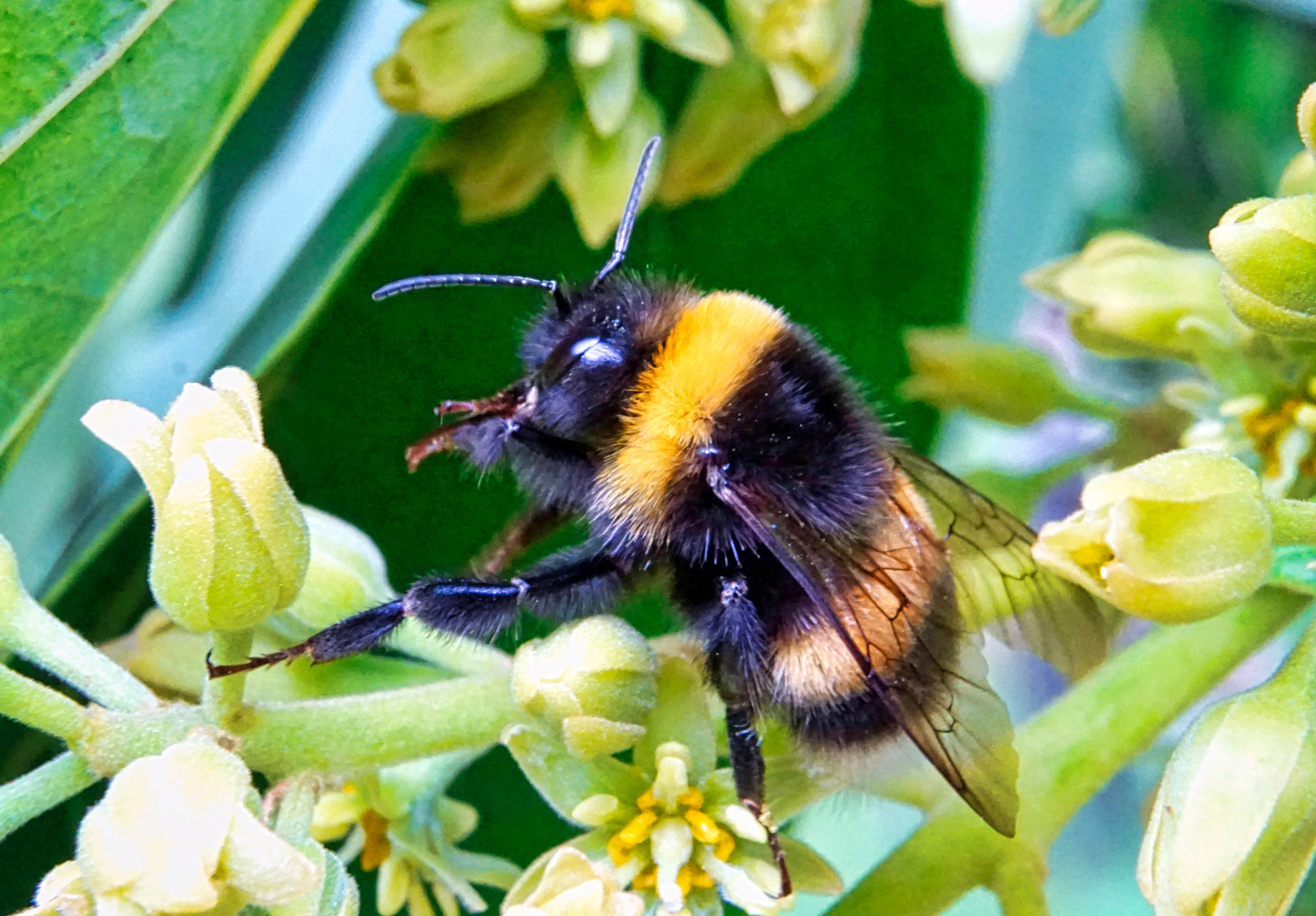 Hummel beim Frühstück