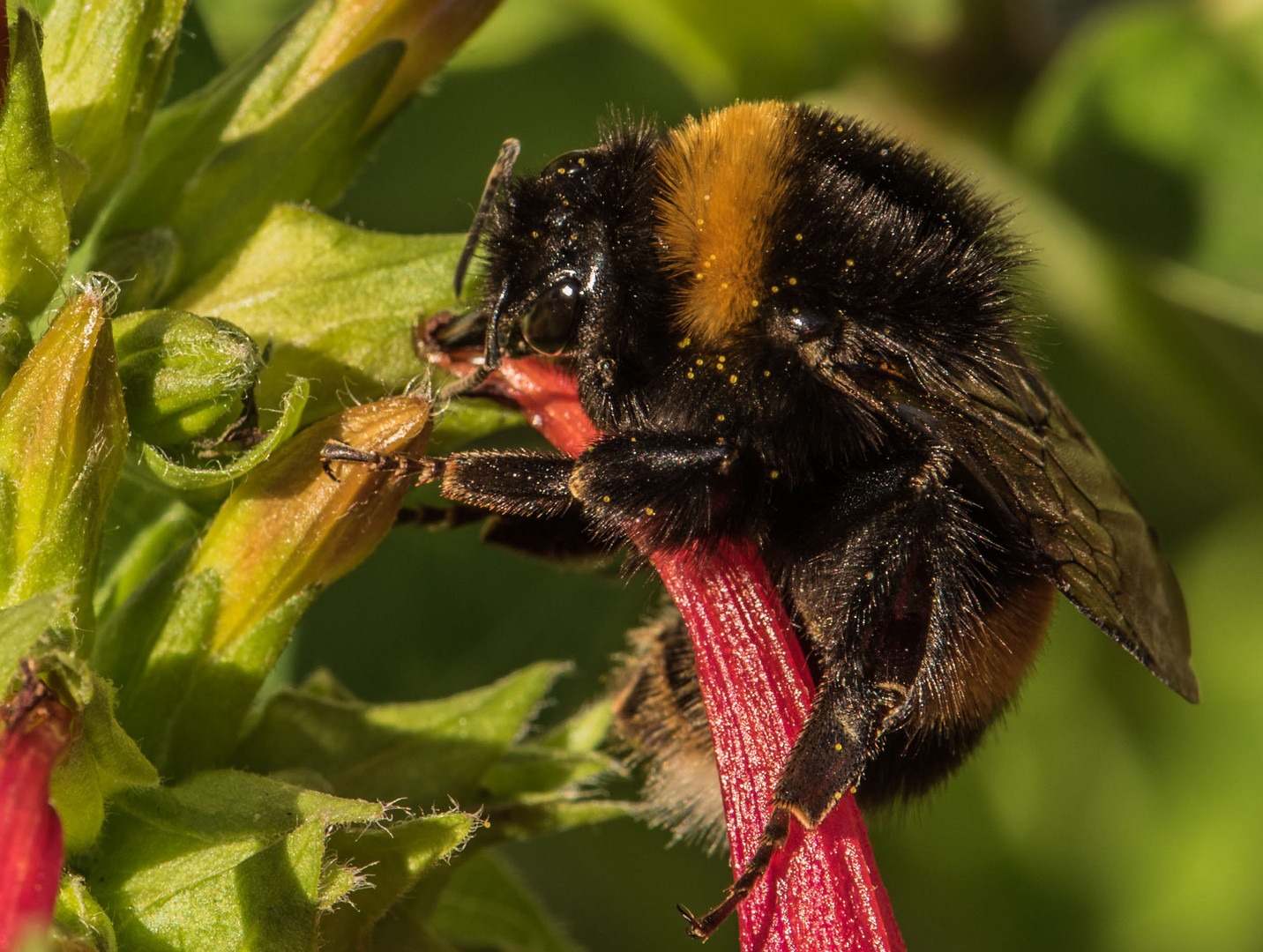 Hummel beim Früstück