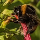 Hummel beim Früstück