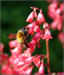 Hummel beim Honigsammeln