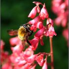 Hummel beim Honigsammeln