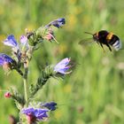 Hummel beim Landeanflug