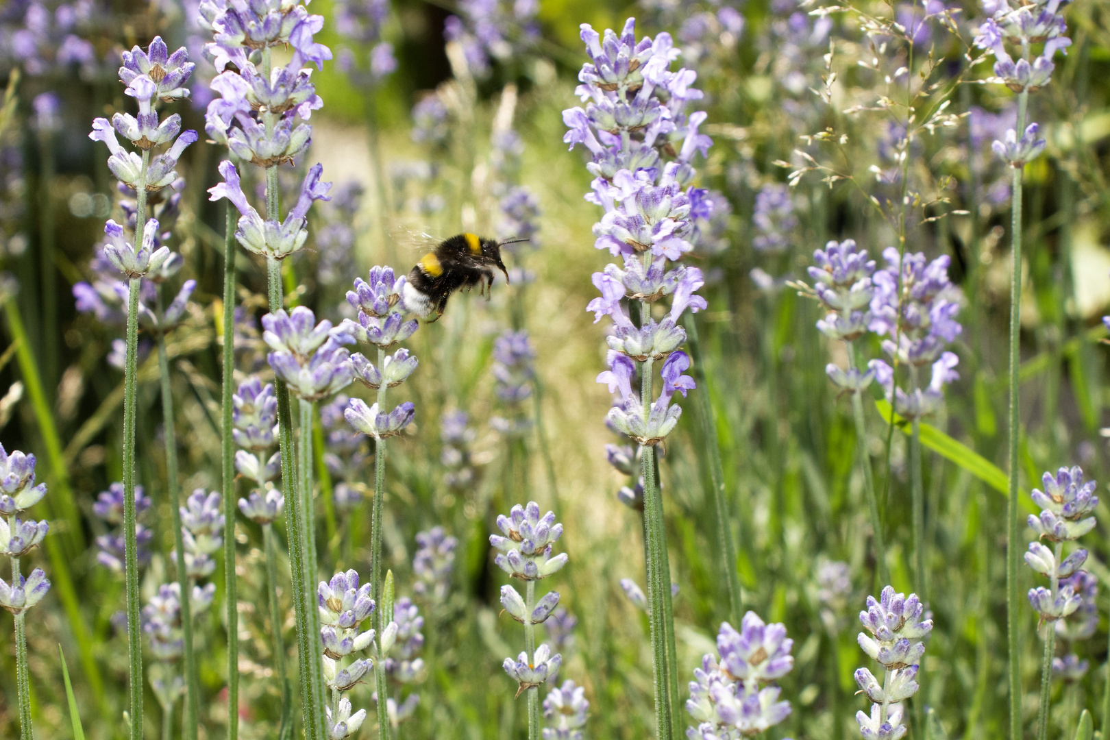 Hummel beim Lavendelbusch