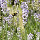 Hummel beim Lavendelbusch