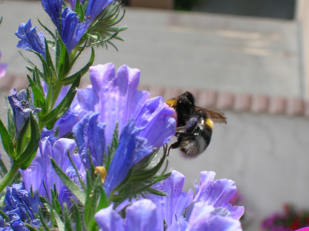 Hummel beim Mahl!