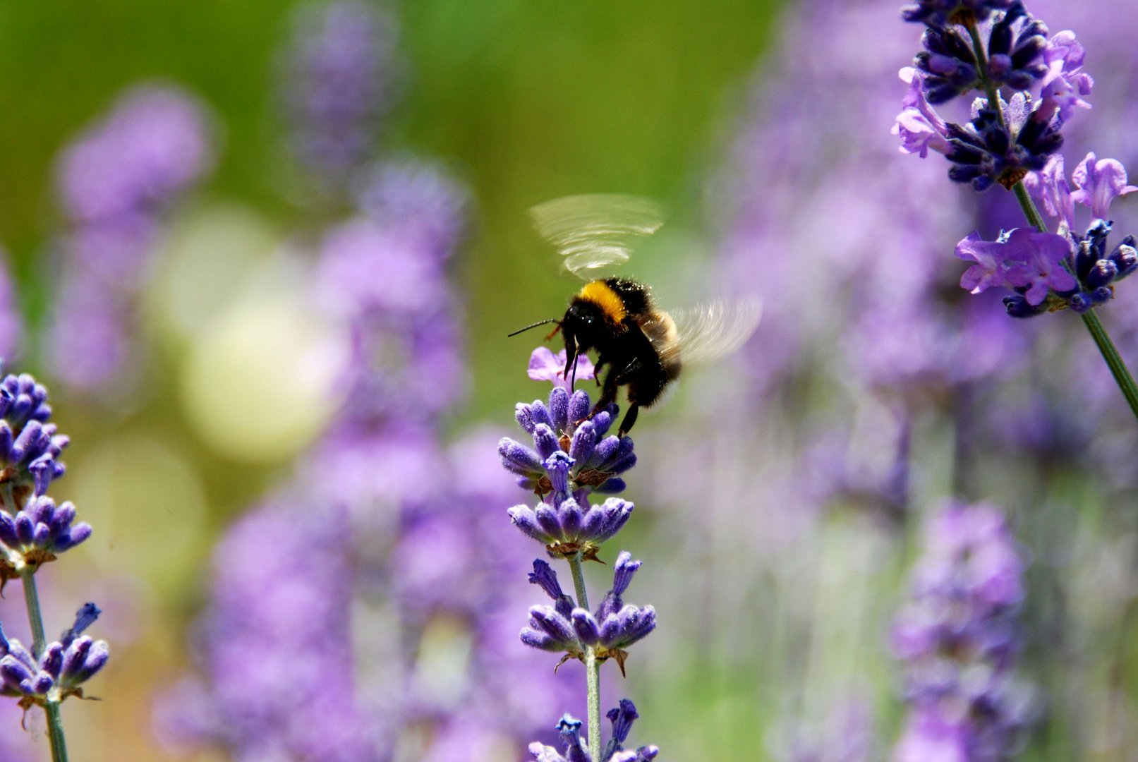 Hummel beim Mittagessen