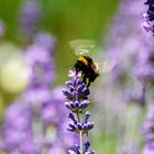 Hummel beim Mittagessen