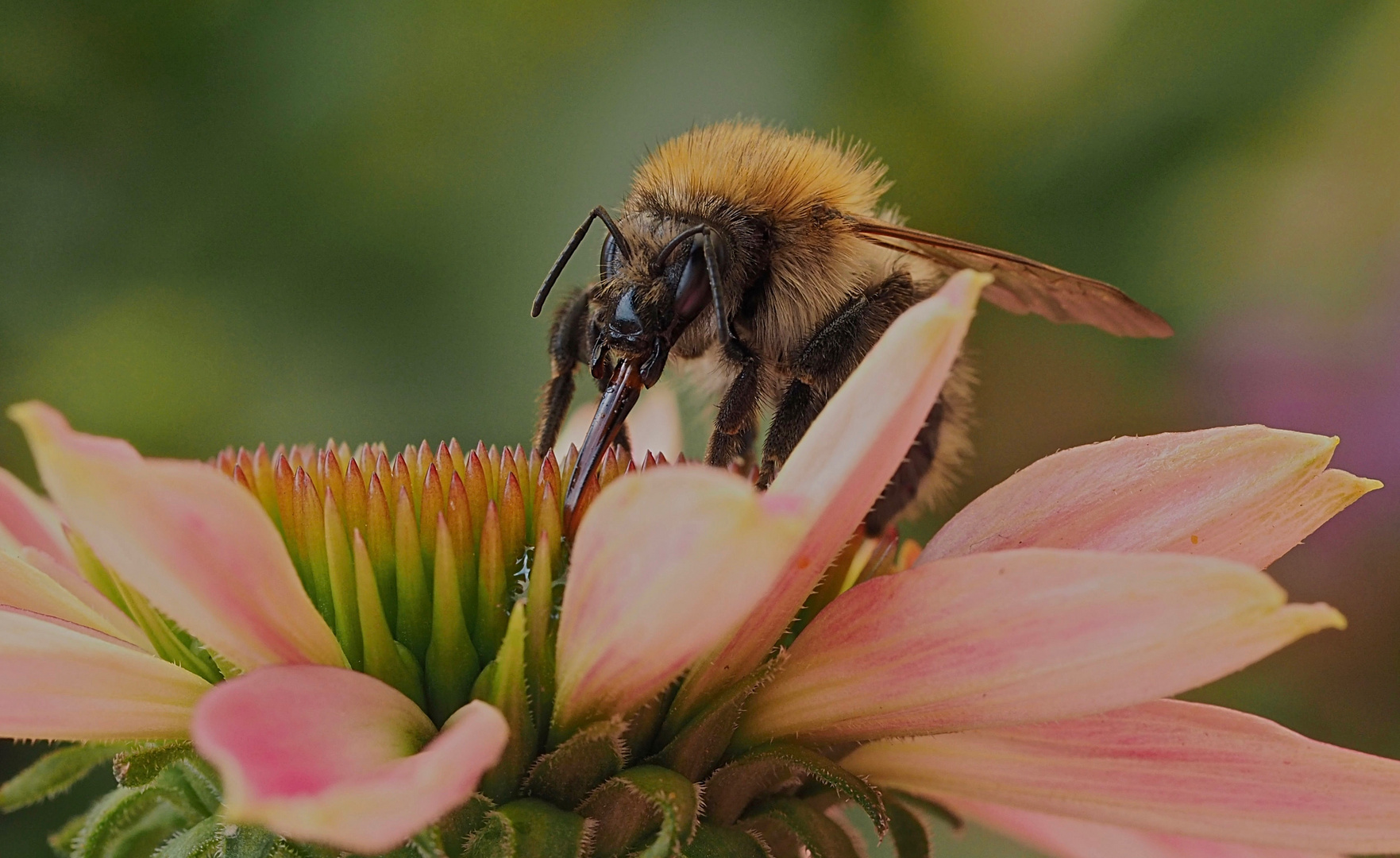 Hummel beim Mittagessen :-)