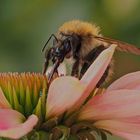 Hummel beim Mittagessen :-)