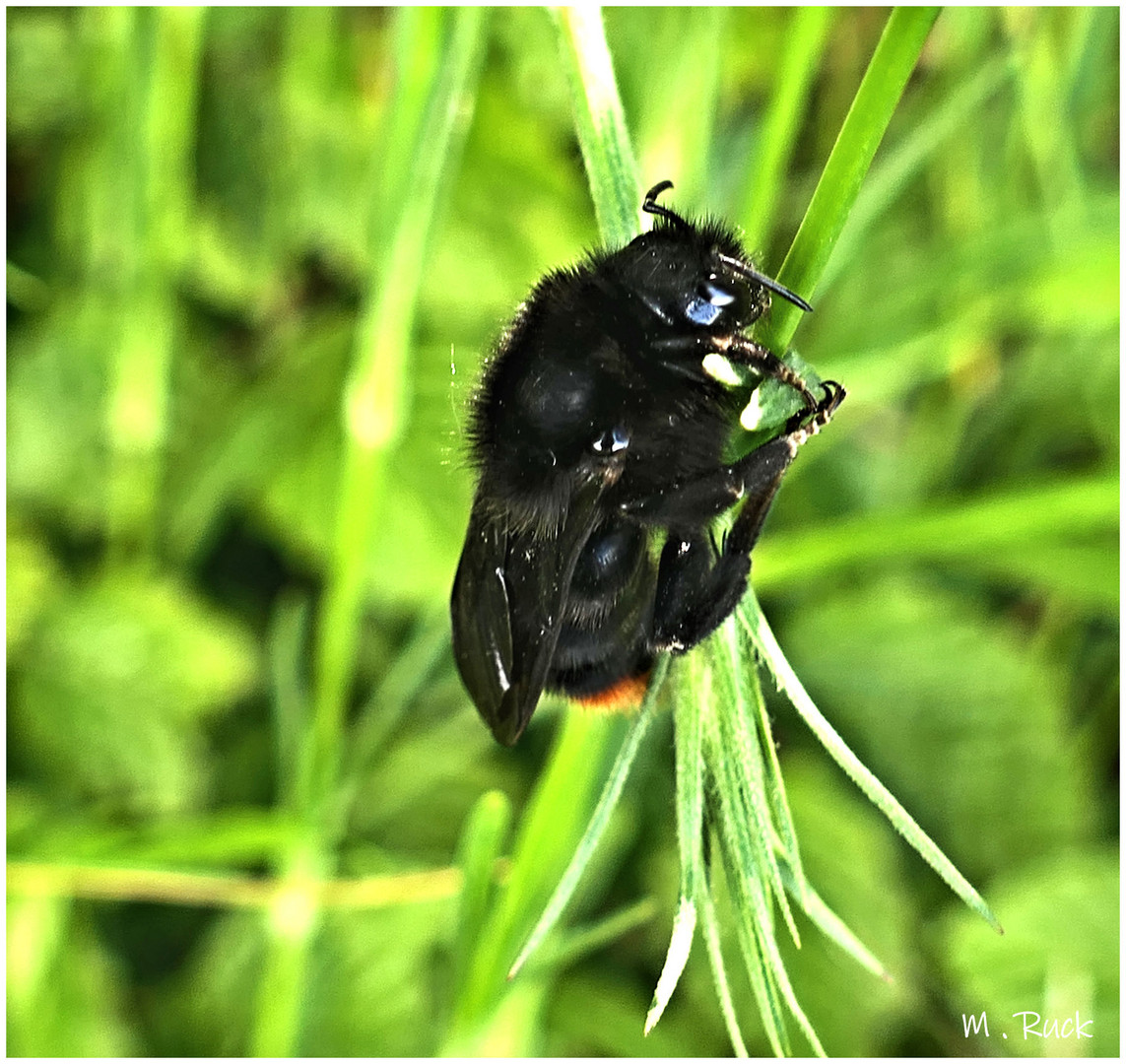 Hummel beim morgendlichen Schlaf 