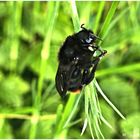 Hummel beim morgendlichen Schlaf 