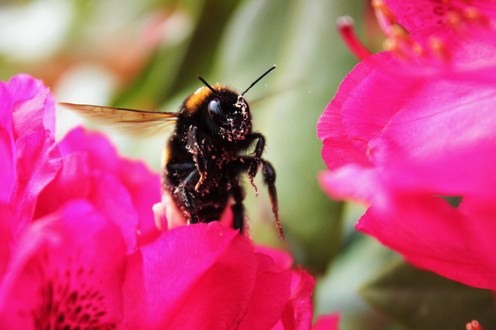 Hummel beim Naschen