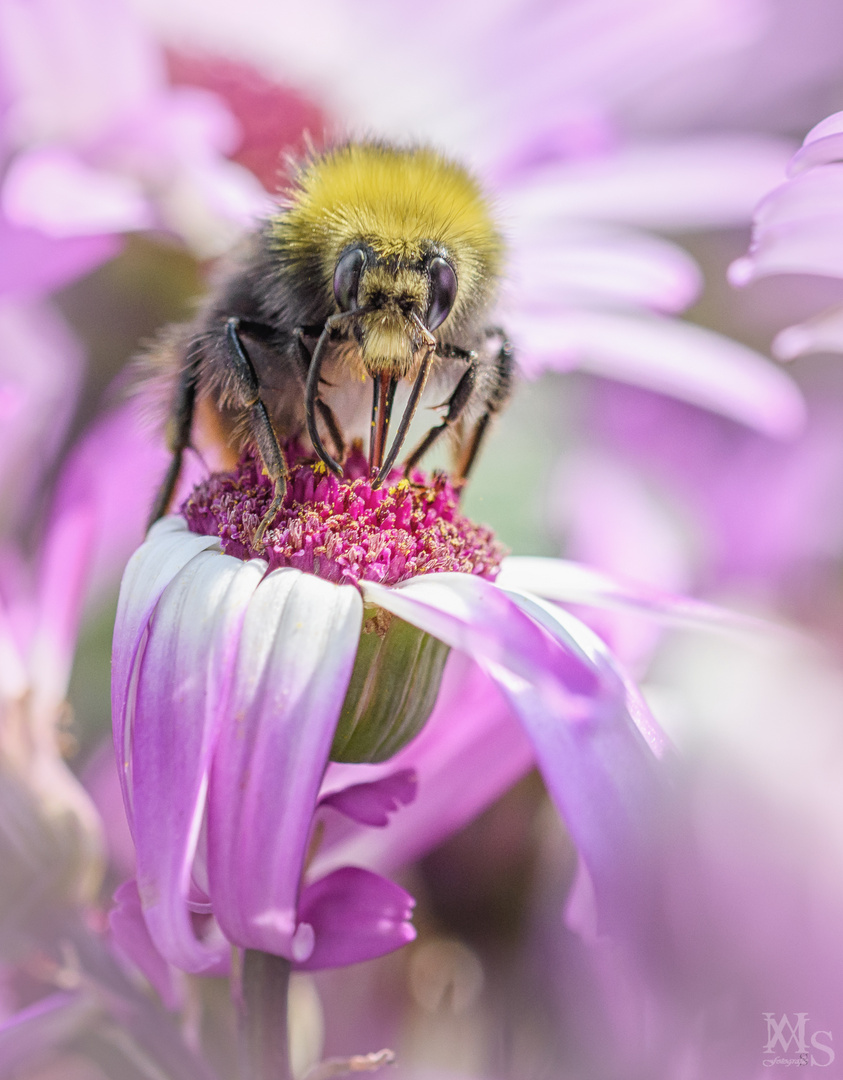 Hummel beim naschen 