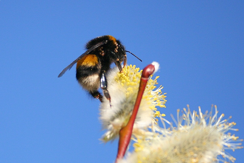 Hummel beim Naschen