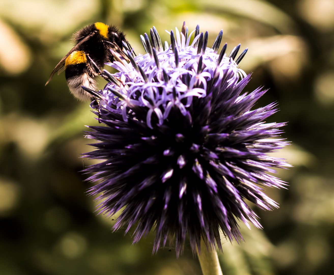 Hummel beim Naschen