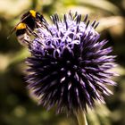 Hummel beim Naschen