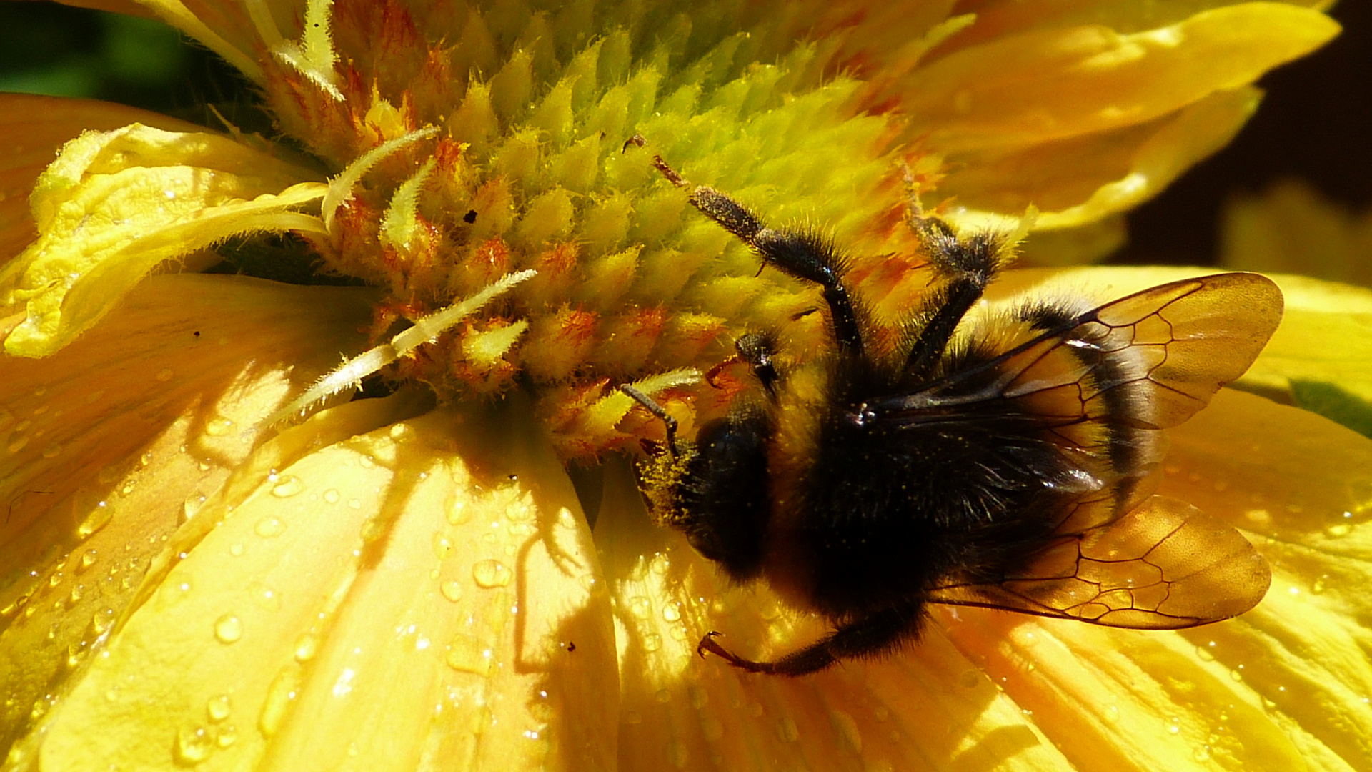 Hummel beim naschen