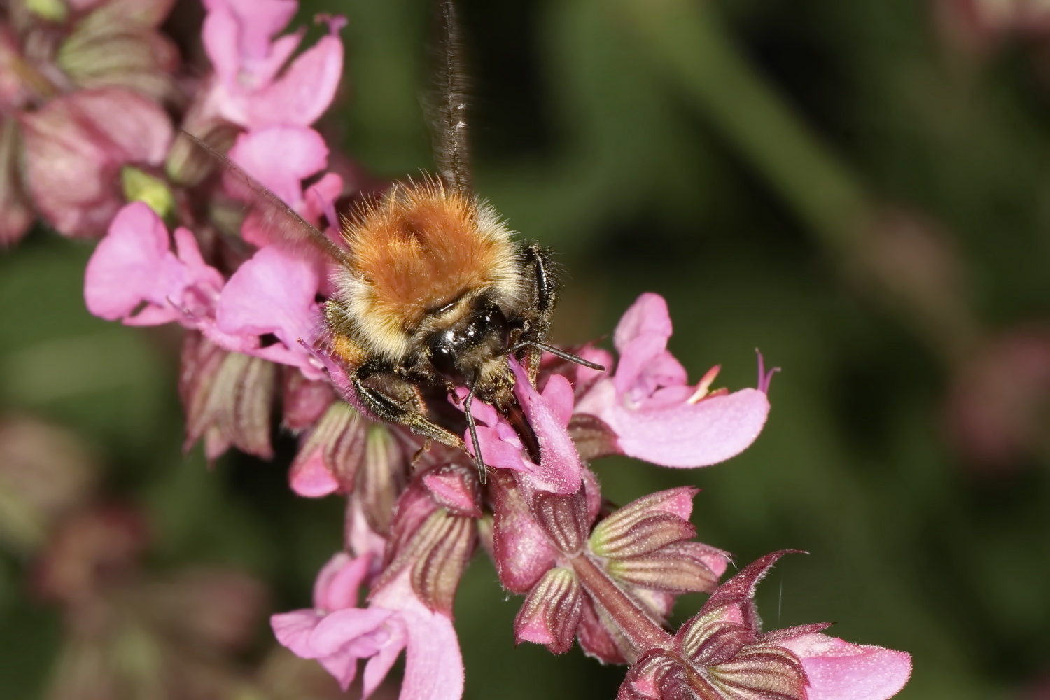 Hummel beim Naschen