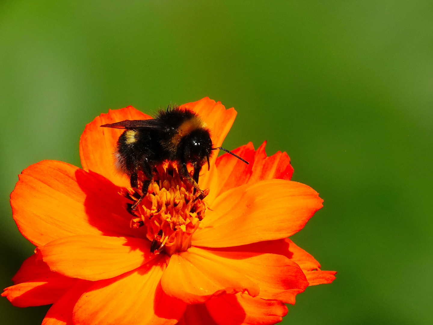 Hummel beim Naschen 