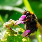 Hummel beim Naschen