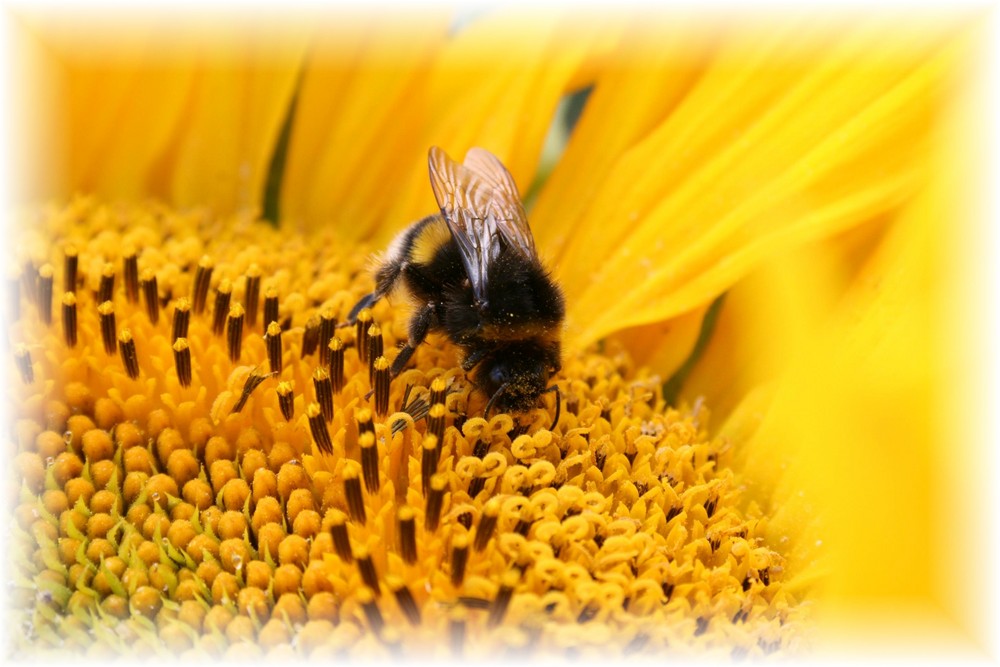 Hummel beim naschen