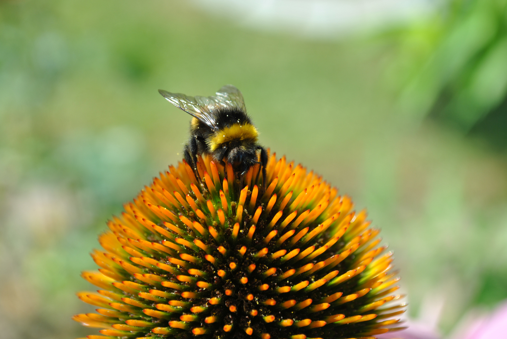 Hummel beim Nektar sammeln