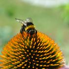 Hummel beim Nektar sammeln