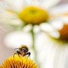 Hummel beim Nektar sammeln