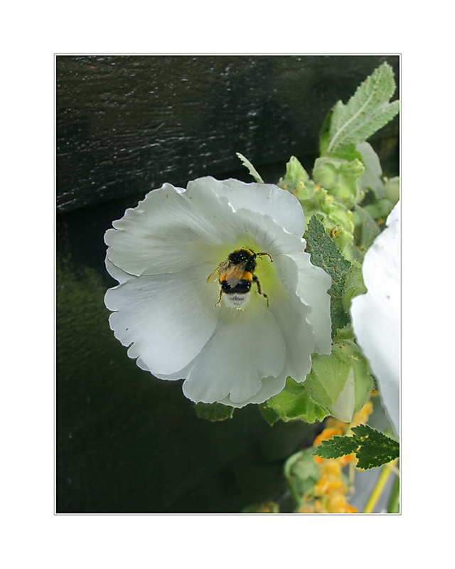 Hummel beim Nektar sammeln