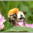 Hummel beim Nektar sammeln