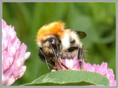 Hummel beim Nektar sammeln