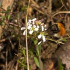 Hummel beim Nektar sammeln