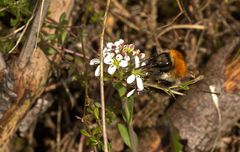 Hummel beim Nektar sammeln