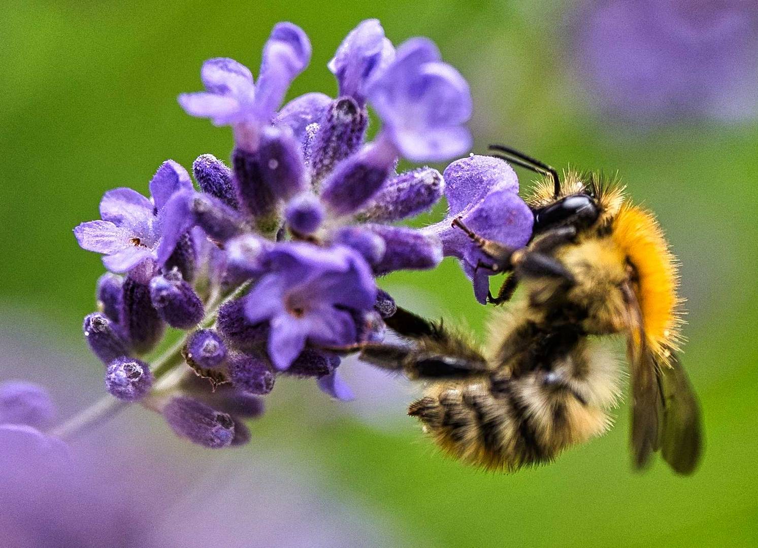 Hummel beim Nektarsammeln