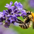 Hummel beim Nektarsammeln