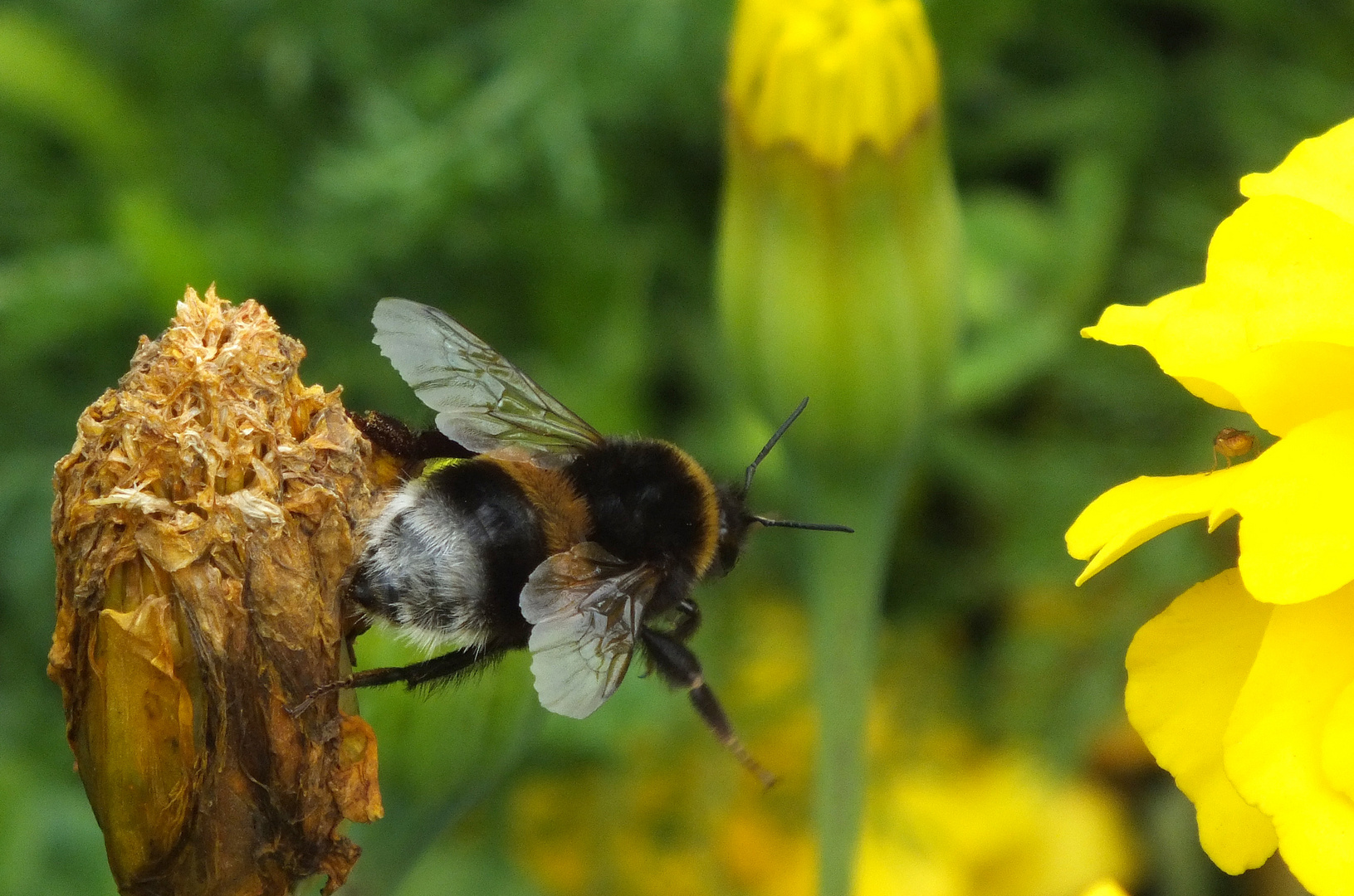 Hummel beim Nektarsammeln