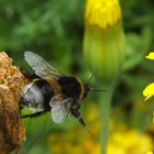 Hummel beim Nektarsammeln