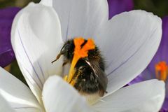 Hummel beim Nektarsammeln