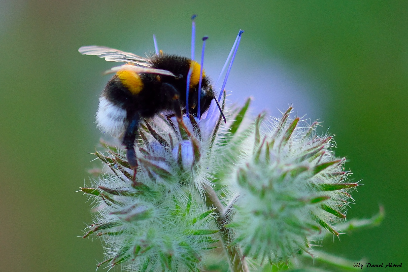 Hummel beim Nektarsammeln