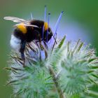 Hummel beim Nektarsammeln